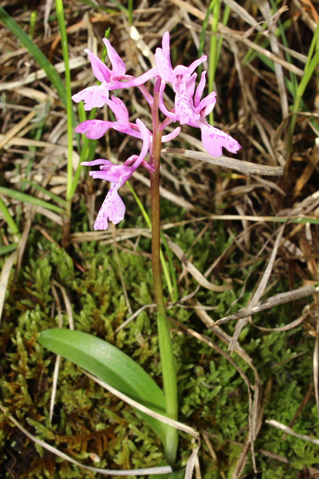 Orchidee dell''Imperiese